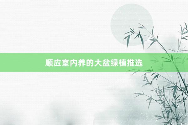 顺应室内养的大盆绿植推选